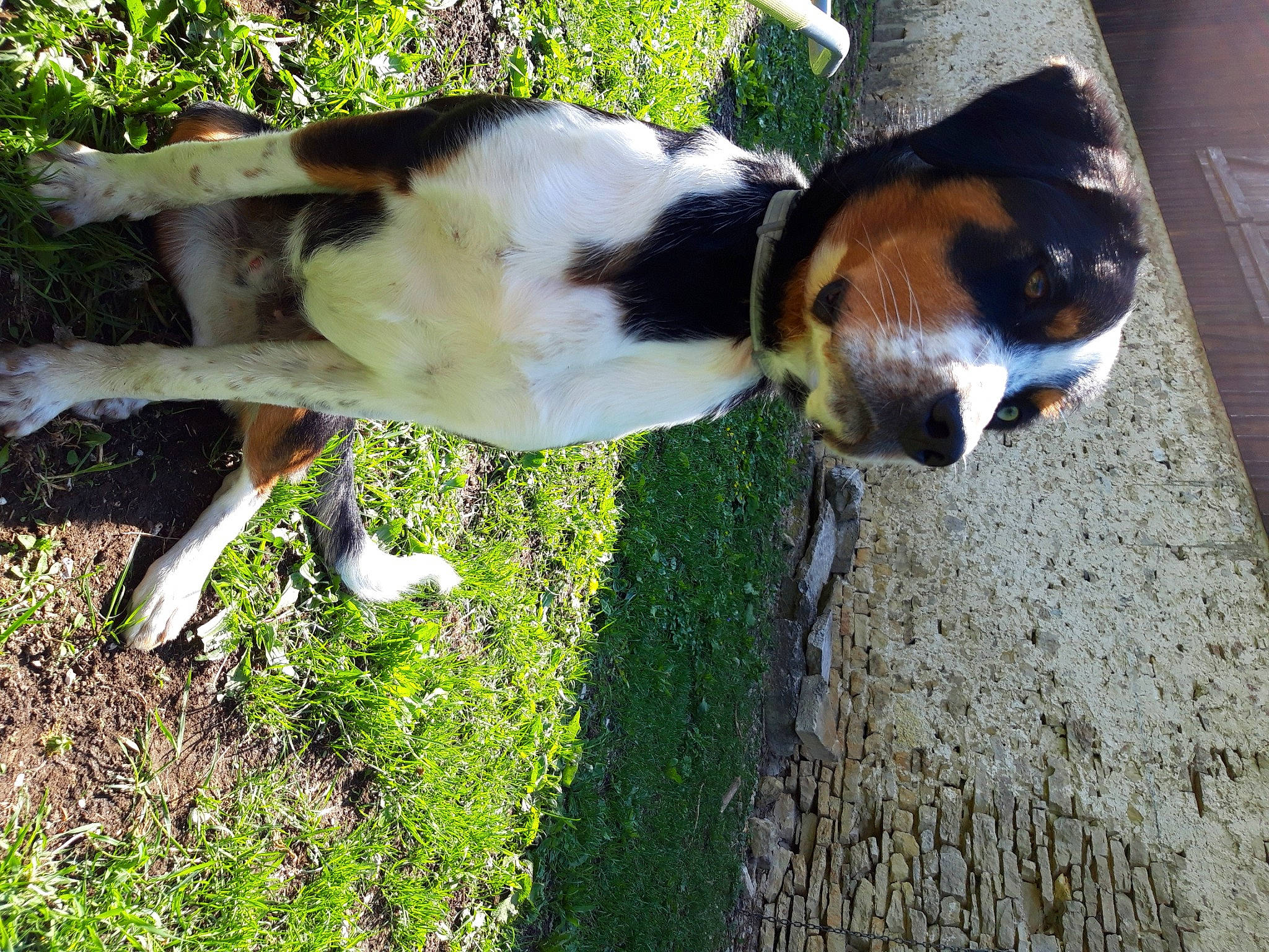 Despé a rejoint le concours — aidez-le/la à gagner de superbes lots ! canidae, carnivore, coonhound, danish_swedish_farmdog, dog, dog_breed, fawn, grass, plant, sporting_group, treeing_walker_coonhound