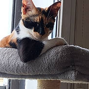 Triskell participe au concours pour gagner de l'argent avec cette photo : animal, calico_cat, cat, cat_tree, cozy, domestic_cat, ears, feline, fur, home, indoor, natural_light, paw, pet, relaxation, resting, sleepy, soft_texture, whiskers, window