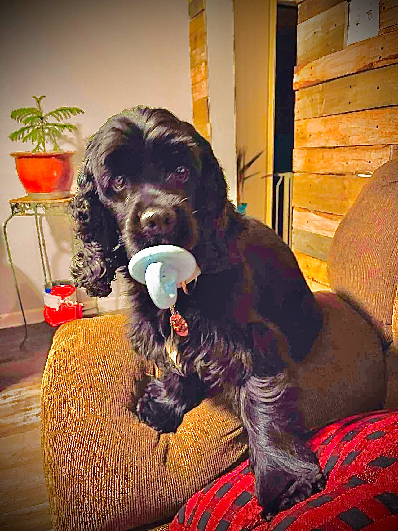 Luna Bell joined the competition — help win amazing prizes! canidae, carnivore, chair, comfort, companion_dog, dog, dog_breed, dog_collar, dog_supply, fur, houseplant, liver, plant, snout, spaniel, sporting_group, tints_and_shades, water_dog, wood, working_animal