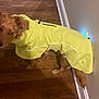 dog, yellow_raincoat, wooden_floor, indoor, pet, canine, curious, footwear, slipper, cartoon, wall, corner, brown_dog, domestic_animal, coat, clothing, looking_back, flooring, home, pet_clothing