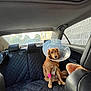 dog, cone, bandage, car_interior, backseat, black_seat_cover, golden_retriever, pet, injury, vehicle, window, daylight, fur, animal, sitting, looking, domestic_animal, car_seat, resting, injured