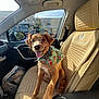 dog, car, dog_bandana, passenger_seat, happy_dog, sunlight, interior, window, leather_seat, vehicle, tongue_out, pet, canine, smiling, seat, collar, daylight, transportation, cute, animal
