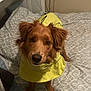 dog, pet, bed, yellow_raincoat, indoor, fur, brown_dog, looking_up, curious, blanket, bedding, furniture, room, cute, animal, canine, ears, snout, paws, household