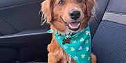 Ada joined the competition — help win amazing prizes! dog, puppy, golden_retriever, bandana, green_bandana, car_seat, pet, animal, smiling, cute, happy, indoors, seat_cover, fur, ears, tail, collar, tag, window, leash