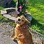 animal, canine, daytime, dog, flower_bed, golden_retriever, grass, gravel_path, greenery, happy, leash, nature, outdoor, pet, plant, purple_flowers, sitting, smiling, spring, sunlight