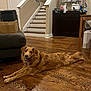 dog, golden_retriever, wooden_floor, indoor, living_room, staircase, couch, cardboard_box, kitchen_counter, smiling, pet, canine, happy, fur, stretching, smile, domestic, household, furniture, bottle