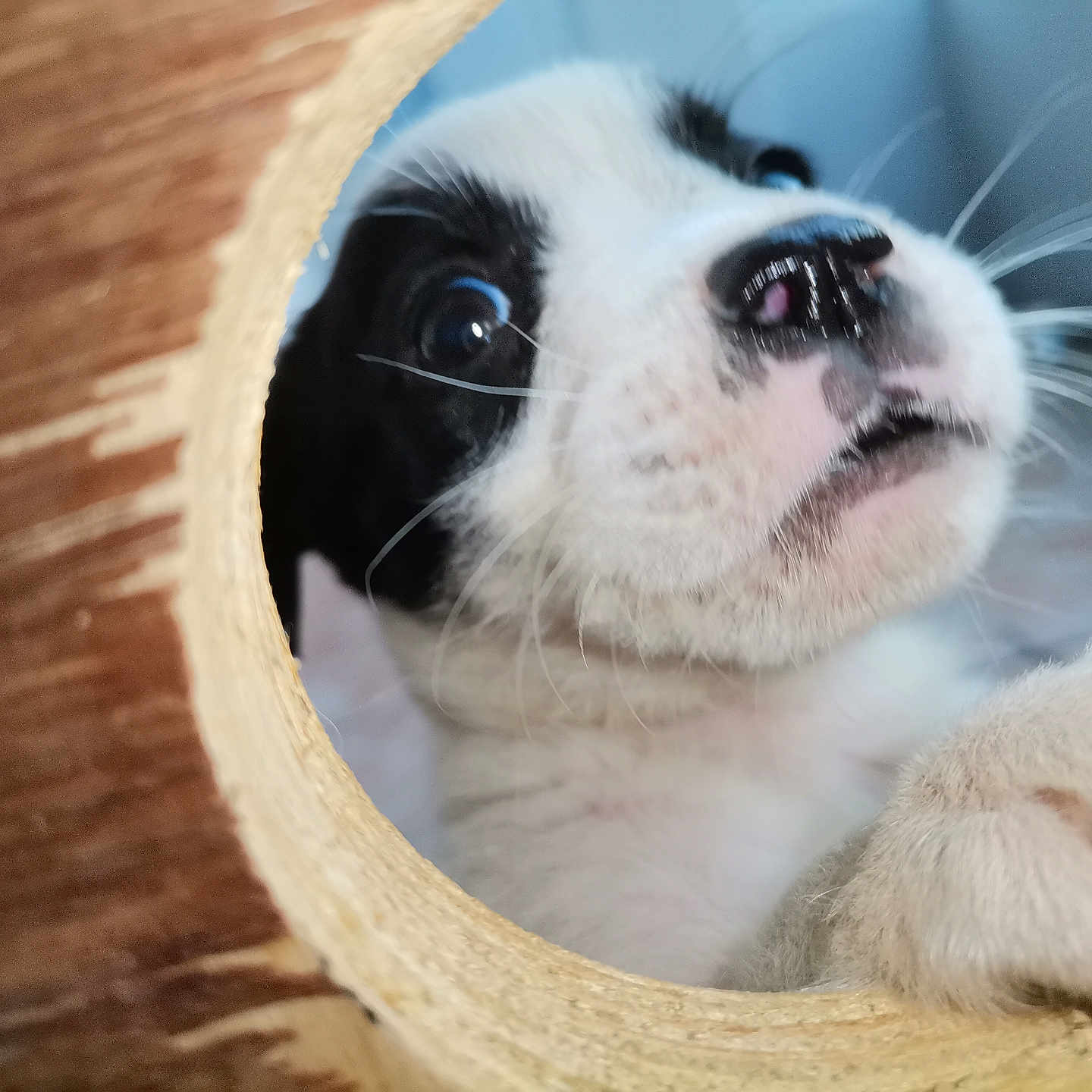 Duke is registered to the contest to win money with this photo: animal, black_and_white, claw, close_up, curious, cute, dog, face, fur, indoor, looking, nose, paw, pet, playful, puppy, snout, whiskers, wood, young
