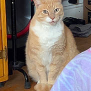 Bootsie joined the competition — help win amazing prizes! cat, orange_cat, white_fur, sitting, indoor, wooden_floor, furniture, blanket, household_items, calm, pet, domestic, curious, animal, mammal, feline, cozy, home, floor, looking