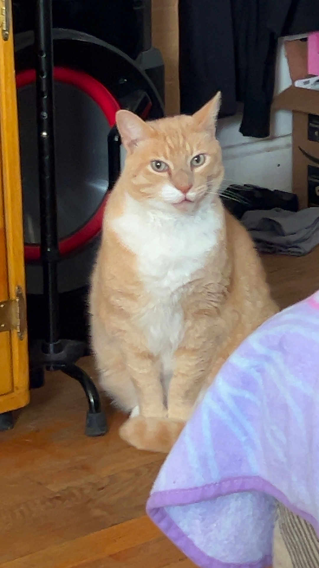 Bootsie joined the competition — help win amazing prizes! cat, orange_cat, white_fur, sitting, indoor, wooden_floor, furniture, blanket, household_items, calm, pet, domestic, curious, animal, mammal, feline, cozy, home, floor, looking