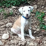 Teener joined the competition — help win amazing prizes! puppy, dog, collar, white, tan, rocks, outdoor, nature, greenery, sitting, pet, young, canine, fur, animal, leaf, ground, cute, portrait, calm
