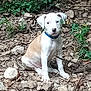 puppy, dog, collar, white, tan, rocks, outdoor, nature, greenery, sitting, pet, young, canine, fur, animal, leaf, ground, cute, portrait, calm
