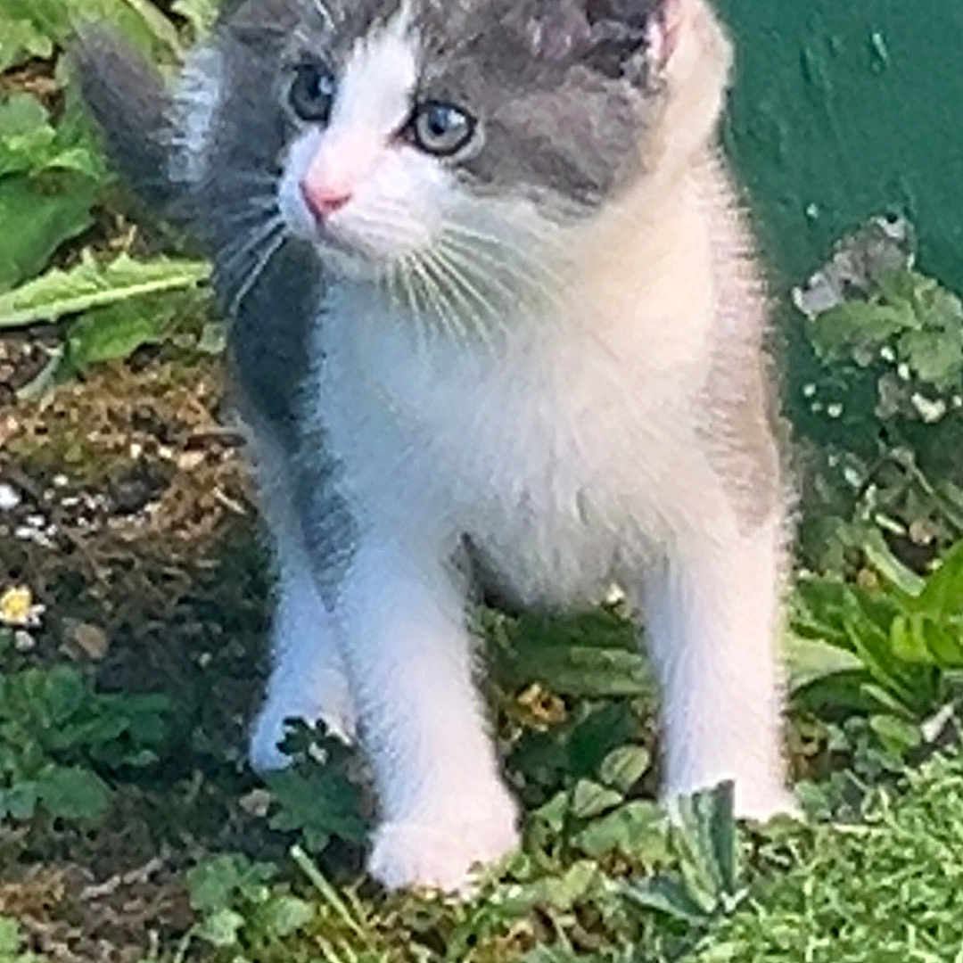 Fripouille a rejoint le concours — aidez-le/la à gagner de superbes lots ! alert, animal, cat, curious, cute, ears, eyes, feline, fur, grass, gray_and_white, greenery, kitten, nature, outdoor, pet, plants, small, whiskers, young_animal