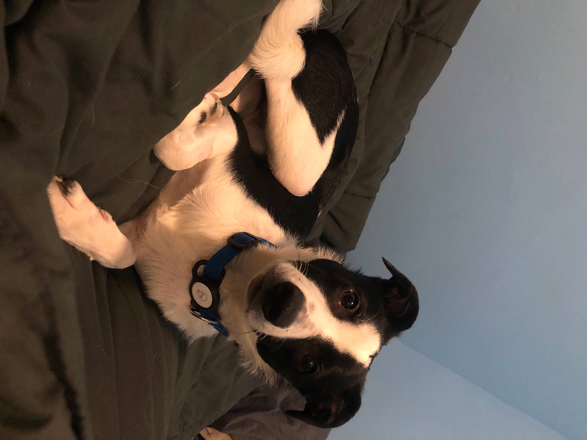 Castle is registered to the contest to win money with this photo: canidae, carnivore, companion_dog, dog, dog_breed, ear, elbow, eyewear, fawn, finger, flash_photography, formal_wear, gesture, jaw, snout, sporting_group, sunglasses, vision_care, whiskers, wrist