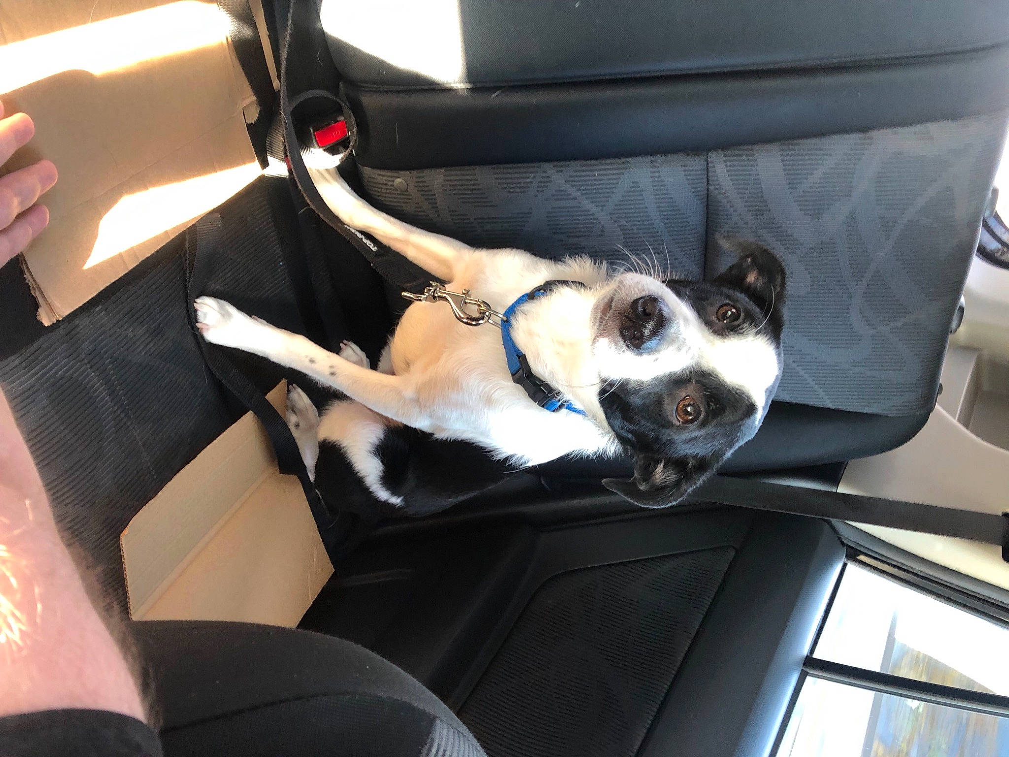 Castle joined the competition — help win amazing prizes! auto_part, automotive_design, automotive_exterior, car, car_seat, car_seat_cover, carnivore, comfort, companion_dog, dog, dog_breed, family_car, fawn, human_leg, motor_vehicle, personal_luxury_car, seat_belt, sporting_group, vehicle, vehicle_door