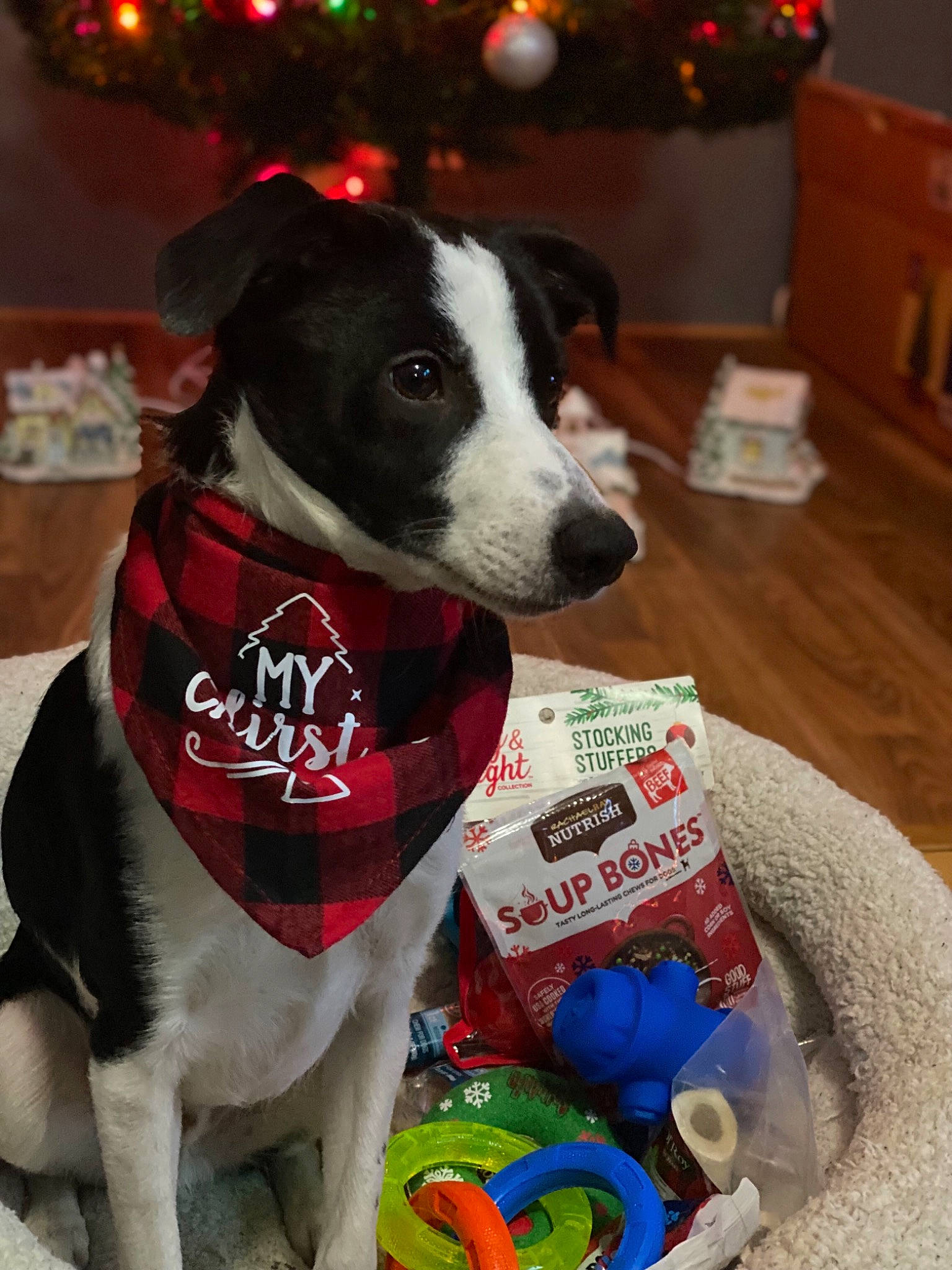 Castle joined the competition — help win amazing prizes! cabinetry, canidae, carnivore, collar, companion_dog, dog, dog_breed, dog_clothes, dog_collar, dog_supply, dog_toy, event, fur, pet_supply, plastic, snout, sporting_group, toy, whiskers, working_animal