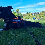 Rajah participe au concours pour gagner de l'argent avec cette photo : alert, black_dog, blue_sky, canine, dog, garden, grass, harness, landscape, large_dog, leash, lying_down, nature, outdoors, park, pet, photography, playground, sunny, trees