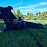alert, black_dog, blue_sky, canine, dog, garden, grass, harness, landscape, large_dog, leash, lying_down, nature, outdoors, park, pet, photography, playground, sunny, trees