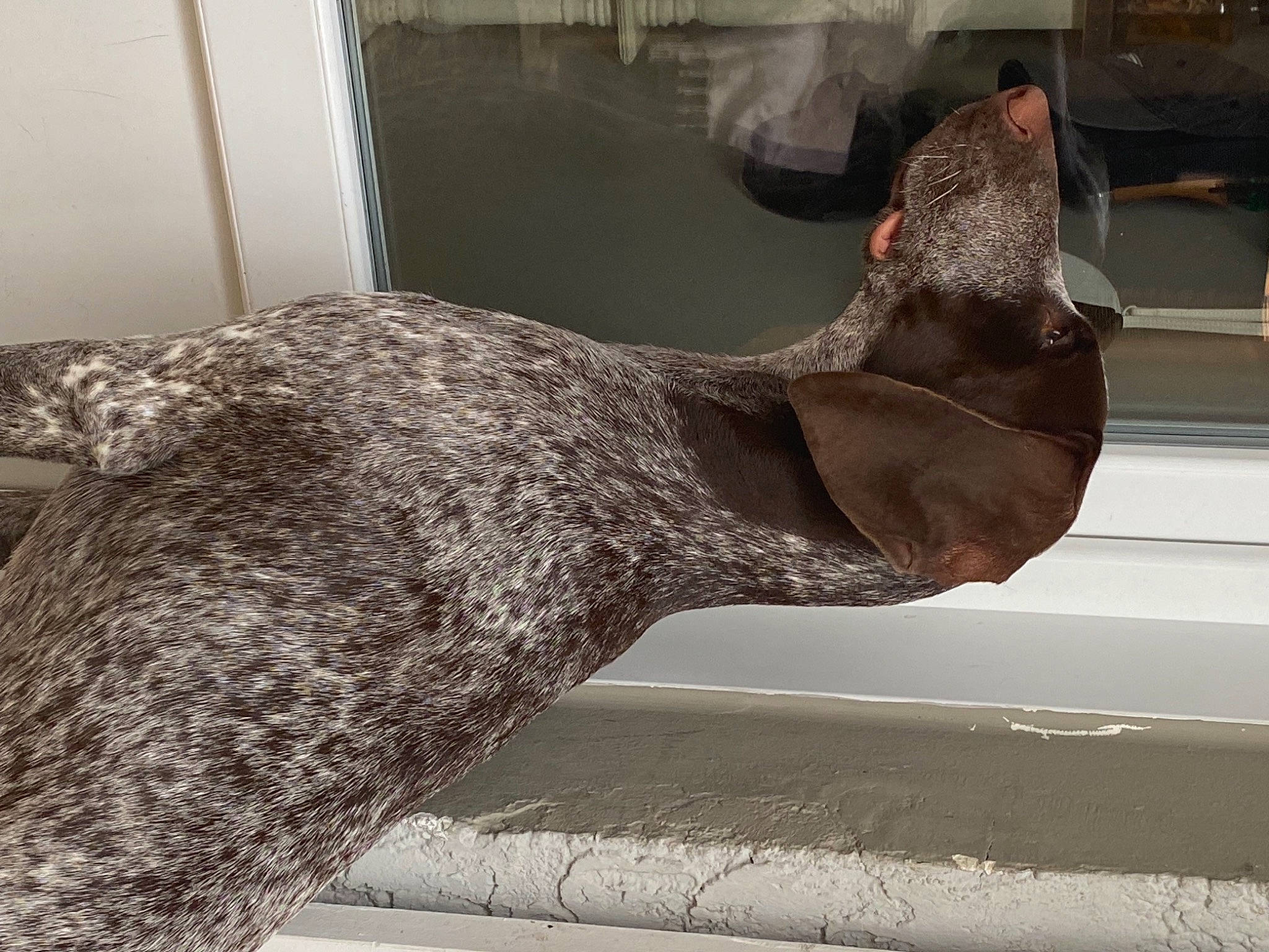 Stanislas a rejoint le concours — aidez-le/la à gagner de superbes lots ! art, artifact, beak, bird, carnivore, feather, foot, glass, grey, high_heels, human_leg, marine_mammal, metal, pattern, sculpture, statue, tail, terrestrial_animal, visual_arts, wood