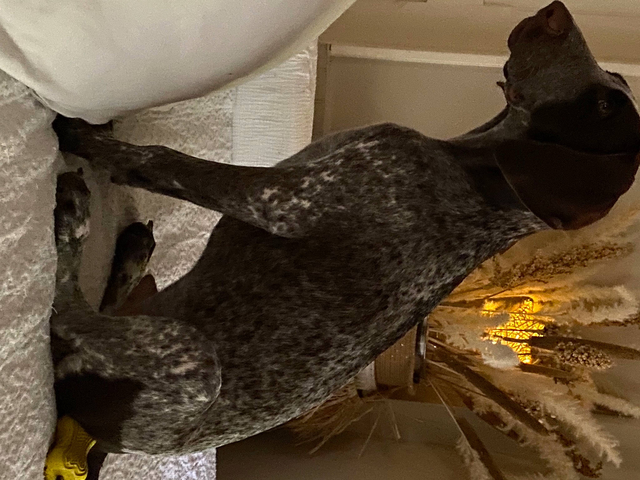 Stanislas a rejoint le concours — aidez-le/la à gagner de superbes lots ! art, artifact, beak, bronze, bronze_sculpture, carving, chair, dinosaur, houseplant, metal, plant, reptile, rock, room, sculpture, statue, tree, visual_arts, wing, wood