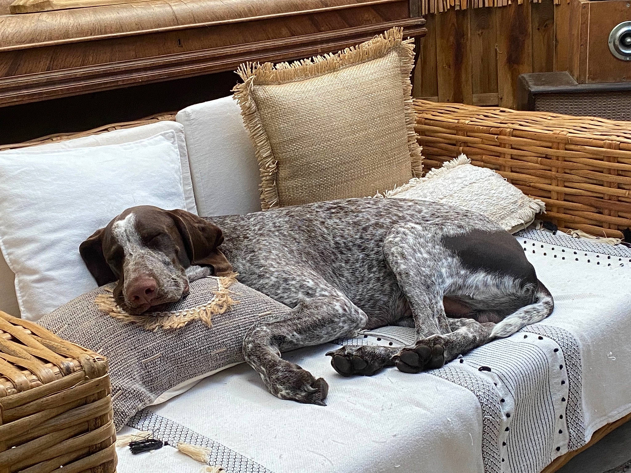 Stanislas participe au concours pour gagner de l'argent avec cette photo : carnivore, comfort, companion_dog, couch, dog, dog_breed, dog_supply, floor, flooring, grey, interior_design, linens, living_room, rectangle, room, snout, sporting_group, studio_couch, wood, working_animal