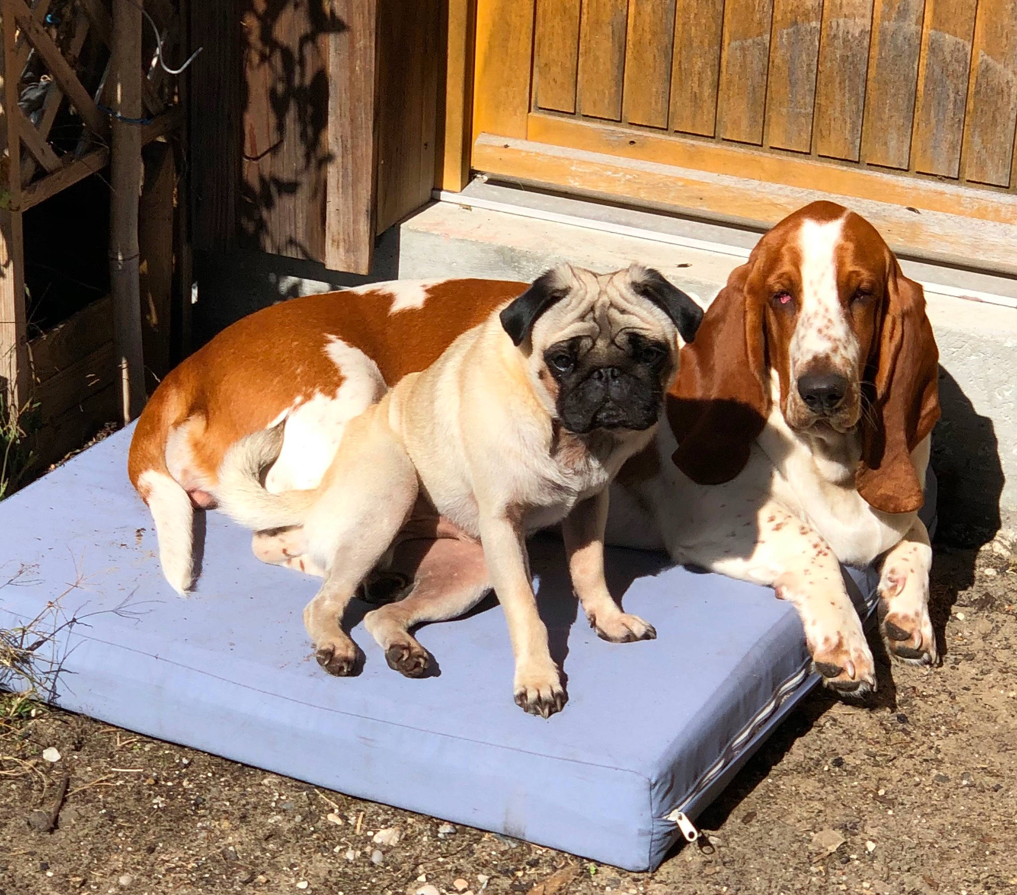 Karim a rejoint le concours — aidez-le/la à gagner de superbes lots ! boxer, bulldog, canidae, carnivore, collar, comfort, companion_dog, dog, dog_breed, dog_collar, dog_supply, door, fawn, grass, liver, molosser, sporting_group, tail, working_animal, working_dog