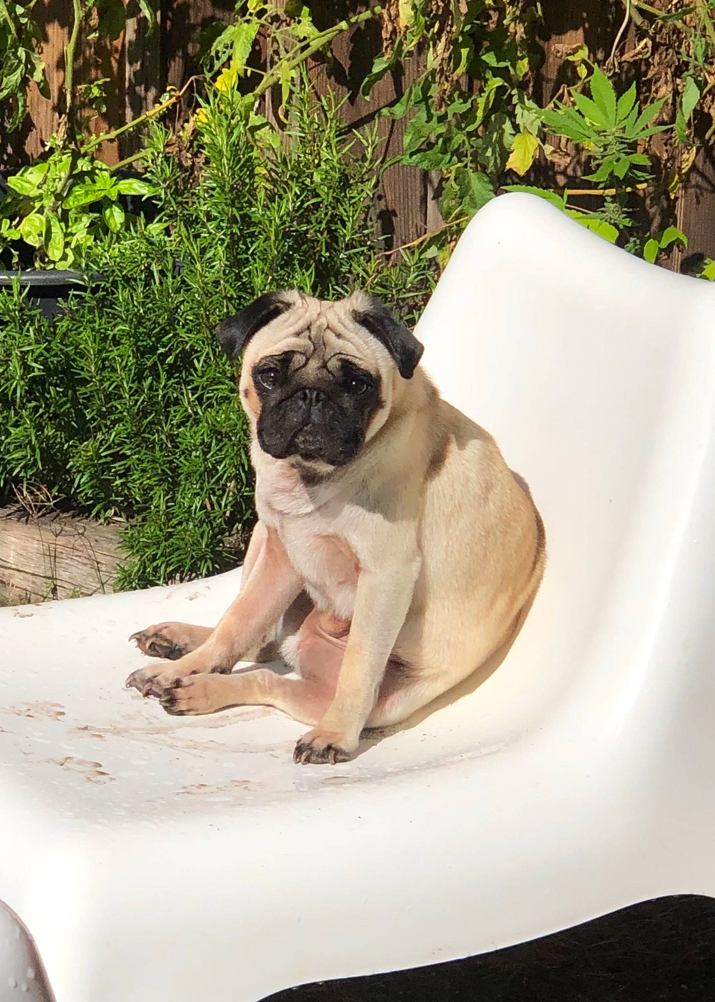 Karim a rejoint le concours — aidez-le/la à gagner de superbes lots ! canidae, carnivore, chair, comfort, companion_dog, dog, dog_breed, fawn, grass, hood, leisure, plant, pug, shade, snout, sporting_group, tail, toy_dog, tree, working_animal