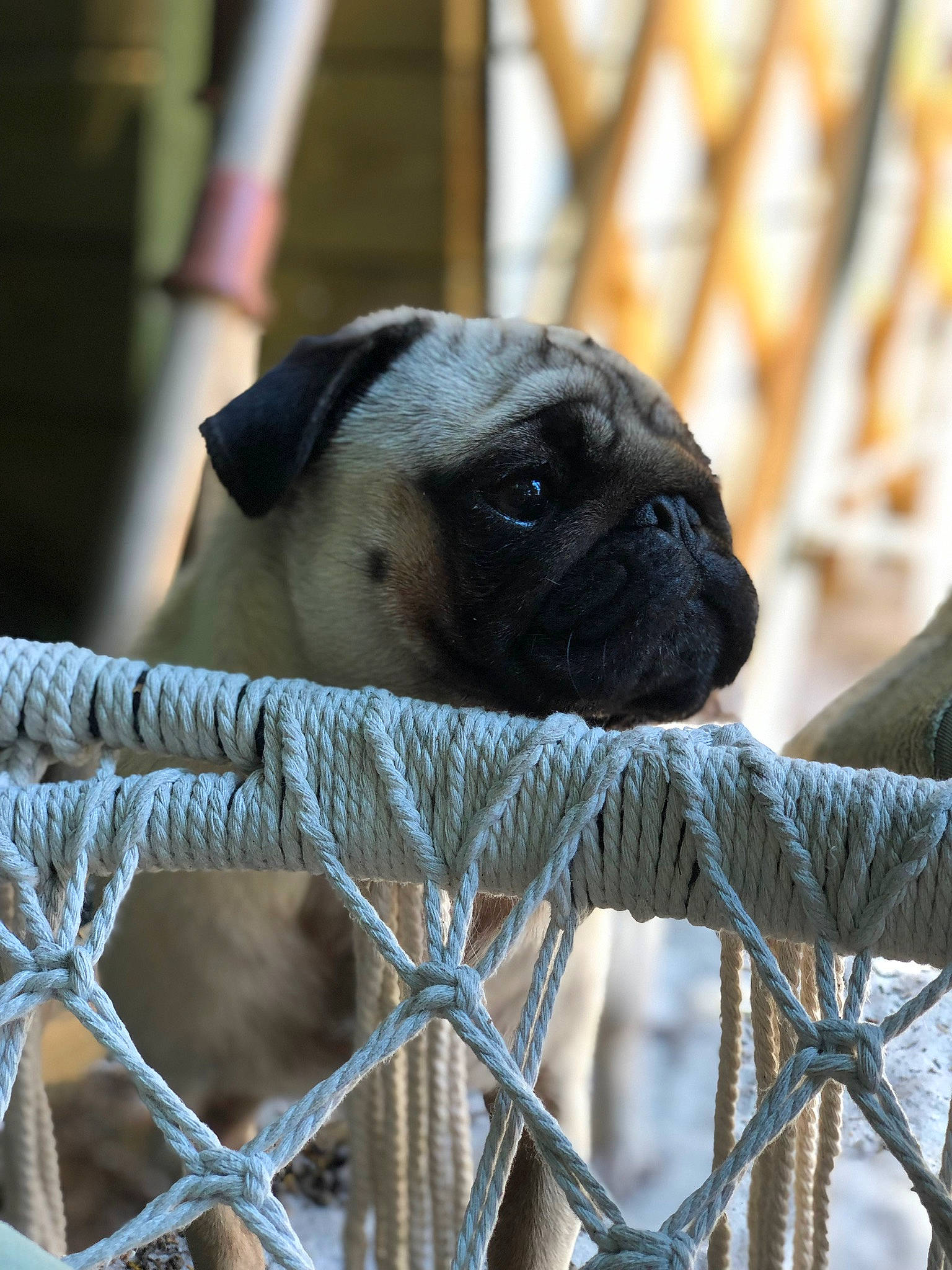Karim participe au concours pour gagner de l'argent avec cette photo : cage, canidae, companion_dog, dog, dog_breed, fawn, fence, fur, metal, pet_supply, pug, snout, terrestrial_animal, toy_dog, whiskers, wildlife, wood, wrinkle
