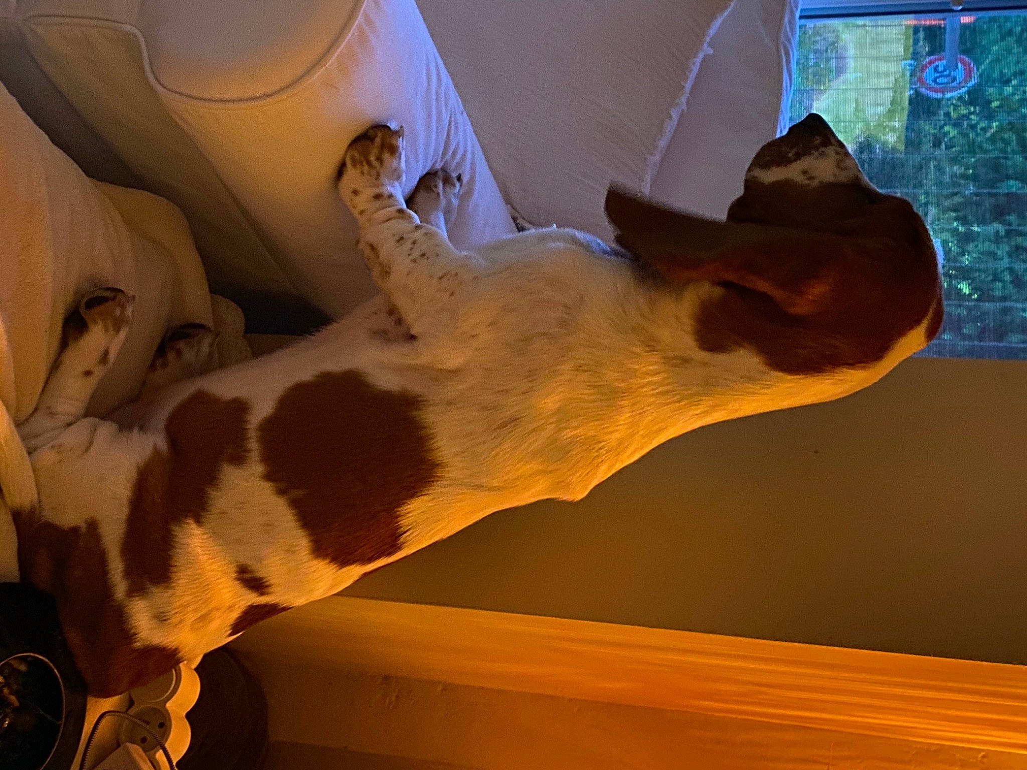 Sa Paulette a rejoint le concours — aidez-le/la à gagner de superbes lots ! art, artifact, carnivore, ceiling, comfort, dog, dog_breed, fawn, felidae, flooring, jaw, mammal, sculpture, small_to_medium_sized_cats, snout, statue, tail, tints_and_shades, vertebrate, wood