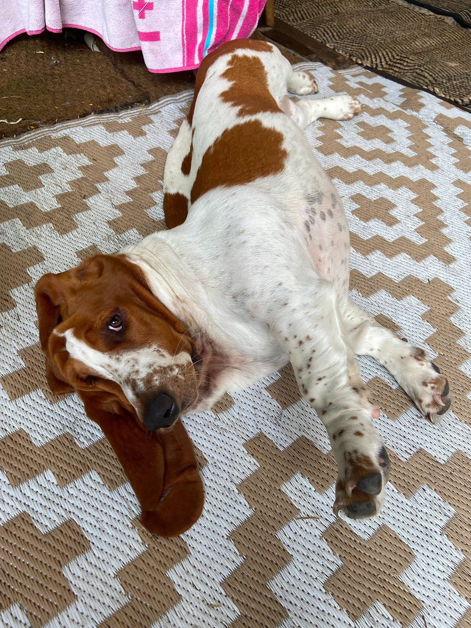 Sa Paulette a rejoint le concours — aidez-le/la à gagner de superbes lots ! canidae, carnivore, companion_dog, dog, dog_breed, fawn, flooring, fur, gun_dog, hardwood, linens, liver, non_sporting_group, scent_hound, snout, sporting_group, tail, terrestrial_animal, wood, working_animal