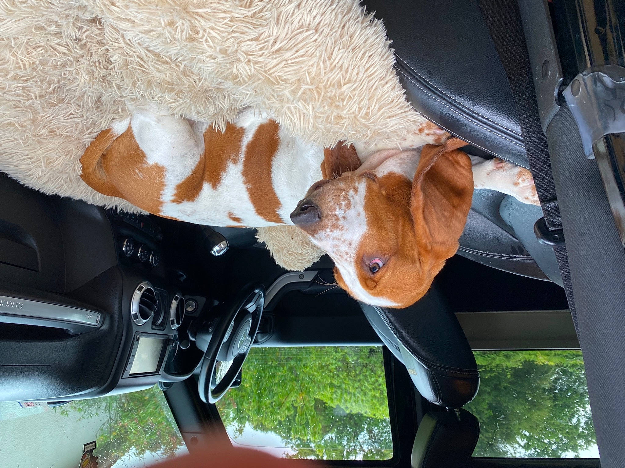 Sa Paulette participe au concours pour gagner de l'argent avec cette photo : auto_part, automotive_exterior, automotive_lighting, automotive_mirror, automotive_window_part, bumper, car, fawn, fender, hood, motor_vehicle, rear_view_mirror, snout, steering_wheel, tire, tree, vehicle, vehicle_door, window, windshield