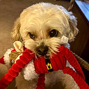 Barney Pierre is registered to the contest to win money with this photo: dog, puppy, white_dog, small_dog, toy, plush_toy, red_toy, close_up, pet, big_eyes, fur, indoor, living_room, carpet, couch, playful, biting, portrait, adorable, whiskers