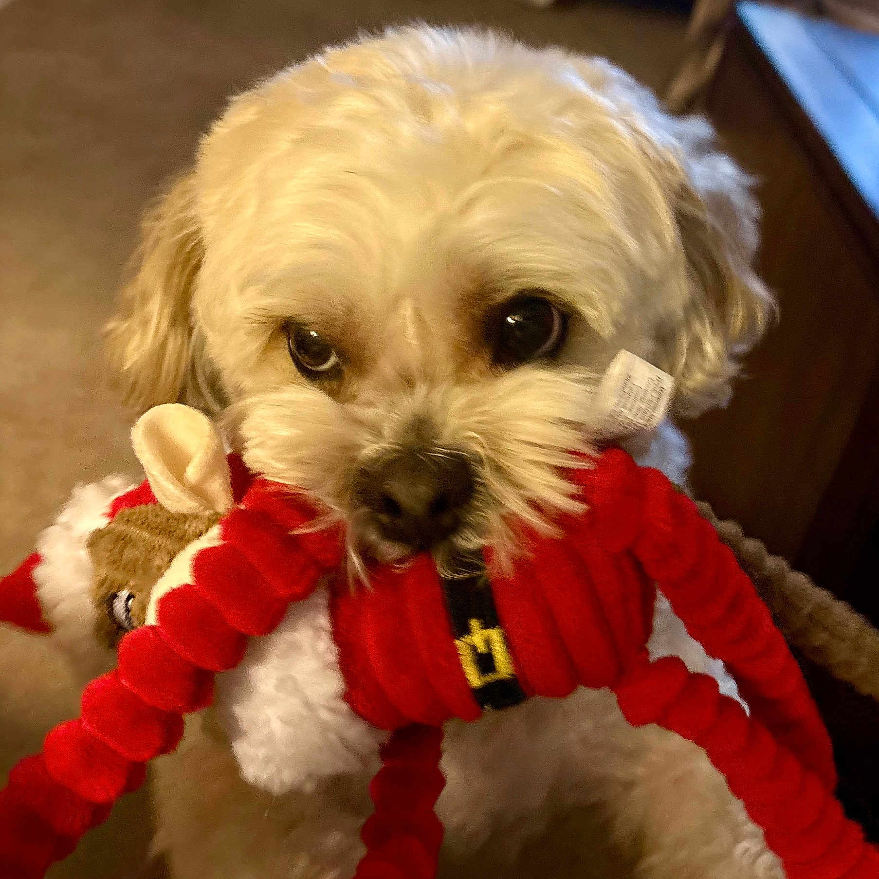 Barney Pierre is registered to the contest to win money with this photo: adorable, big_eyes, biting, carpet, close_up, couch, dog, fur, indoor, living_room, pet, playful, plush_toy, portrait, puppy, red_toy, small_dog, toy, whiskers, white_dog