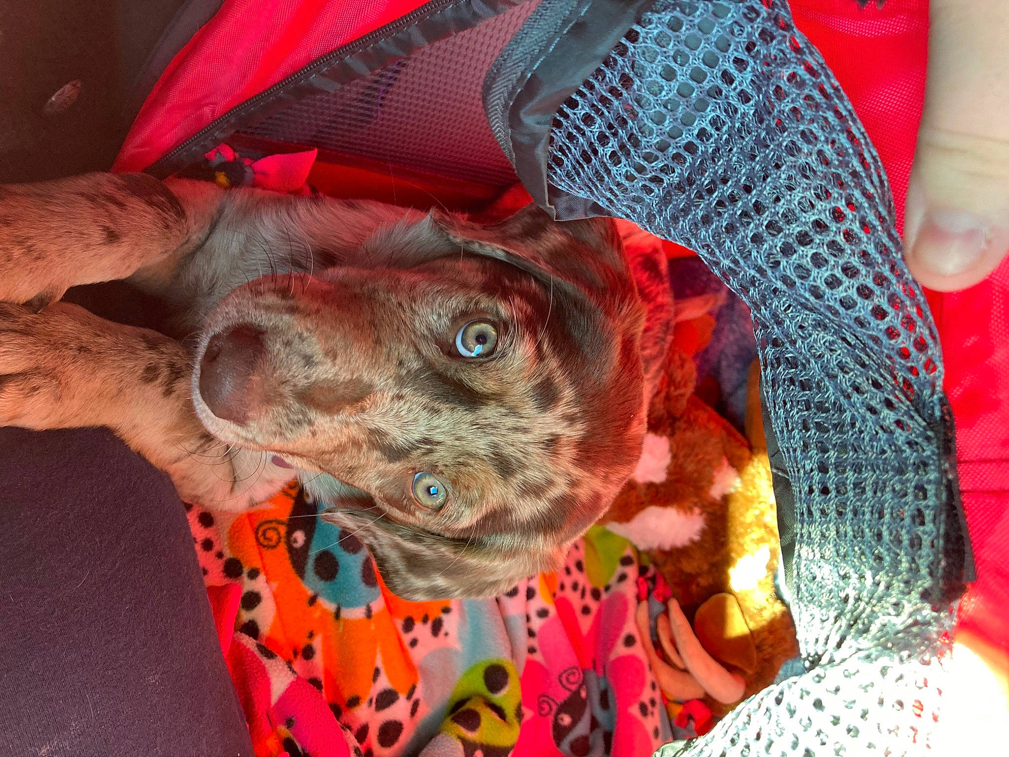 Ripley joined the competition — help win amazing prizes! craft, electric_blue, fashion_accessory, fawn, flesh, foot, fur, knitting, linens, magenta, nail, pattern, red, thread, visual_arts, weaving, wool, woolen, working_animal, woven_fabric