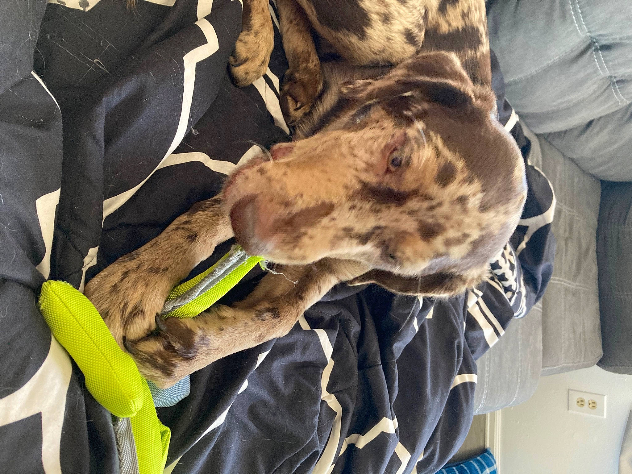 Ripley is registered to the contest to win money with this photo: army, camouflage, canidae, cargo_pants, carnivore, dog, dog_breed, fawn, law_enforcement, marines, military, military_camouflage, military_organization, military_person, military_uniform, pattern, sleeve, snout, sporting_group, uniform