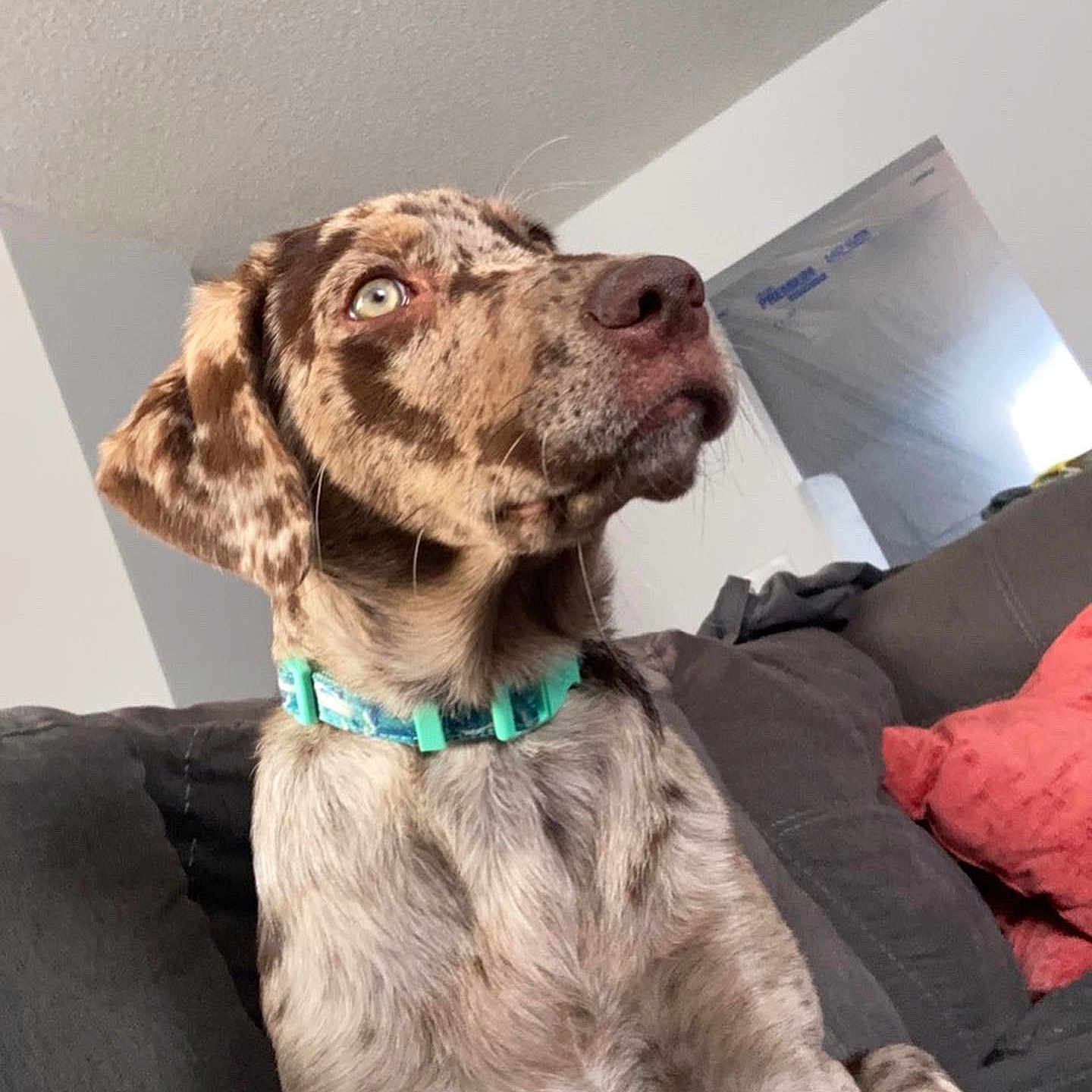 Ripley joined the competition — help win amazing prizes! canidae, carnivore, cocker_spaniel, collar, comfort, companion_dog, dog, dog_breed, dog_collar, fawn, flooring, fur, leash, liver, metal, puppy, retriever, spaniel, terrestrial_animal, working_animal