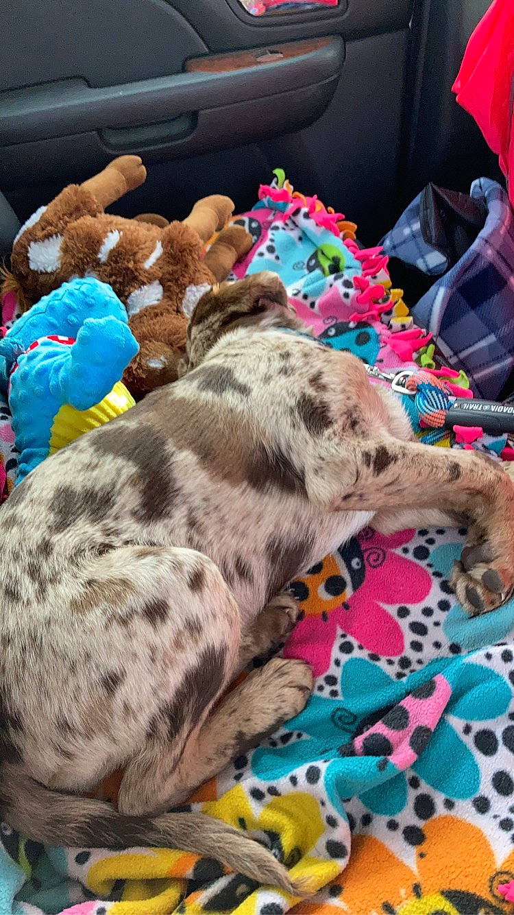 Ripley joined the competition — help win amazing prizes! bedding, blanket, blue, canidae, carnivore, comfort, companion_dog, dog, dog_breed, dog_supply, fawn, fur, linens, mammal, nap, pattern, sporting_group, terrestrial_animal, textile, working_animal