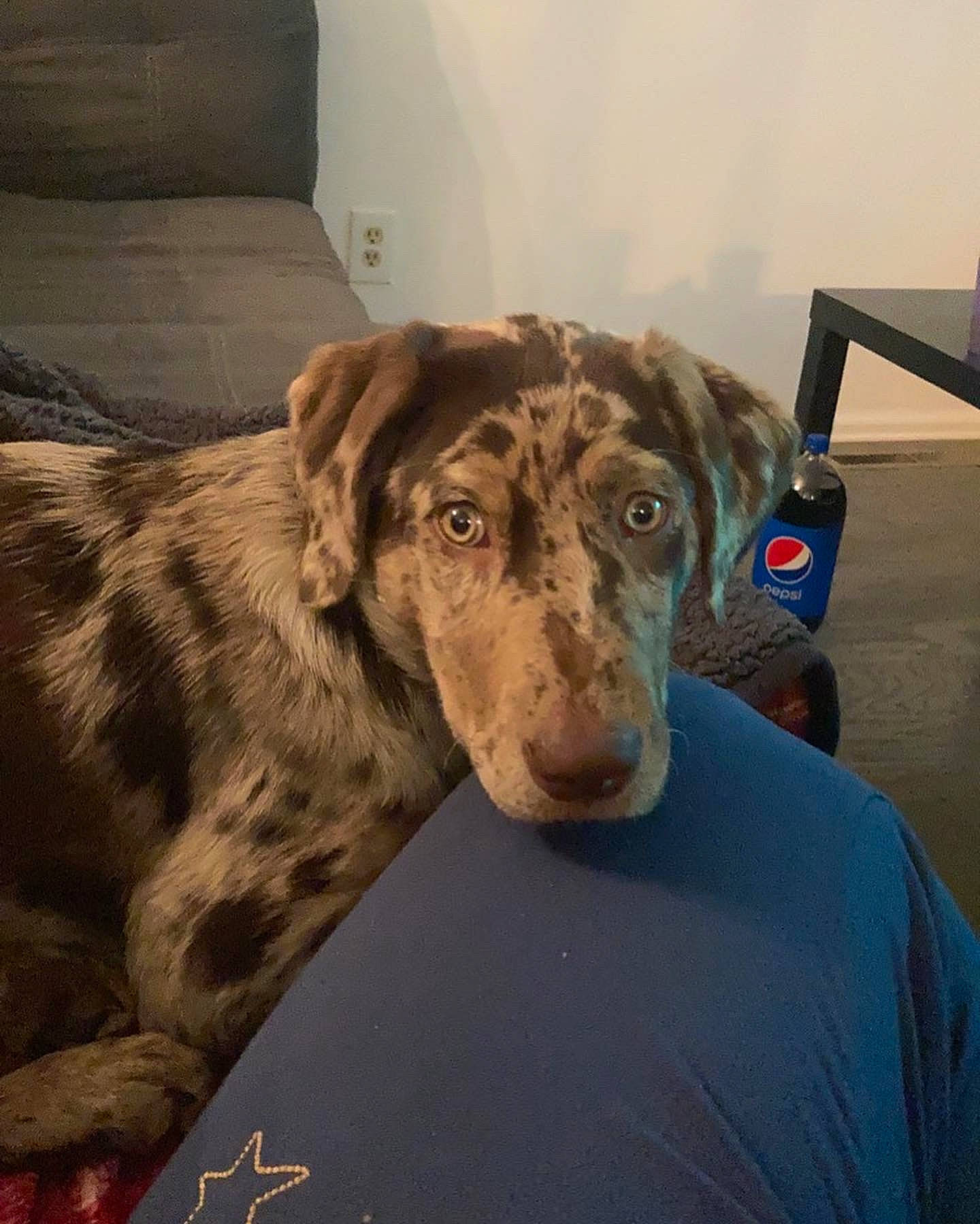 Ripley is registered to the contest to win money with this photo: art, carnivore, companion_dog, dog, dog_breed, drawing, fawn, flooring, illustration, liver, metal, paint, painting, rectangle, snout, sporting_group, visual_arts, whiskers, wood, working_animal