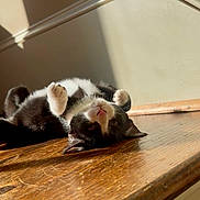 Salem joined the competition — help win amazing prizes! cat, tuxedo_cat, kitten, pet, indoor, sunlight, shadow, wooden_floor, stair, paw, whiskers, fur, head, lying_on_back, cute, relaxed, closeup, portrait, pink_nose, sunbeam