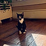 Mr. Meow-Gi is registered to the contest to win money with this photo: cat, tuxedo_cat, mustache_marking, indoor, hardwood_floor, sunlight, shadow, plant, radiator, window_light, paws, whiskers, sitting, pet, feline, home_interior, portrait, curious, black_and_white, floorboards