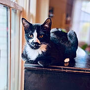 Mr. Meow-Gi is registered to the contest to win money with this photo: cat, tuxedo_cat, pet, feline, indoor, sitting, window_light, whiskers, black_and_white, fur, eyes, ears, paw, furniture, piano, wood_surface, portrait, cozy, bokeh, reflection
