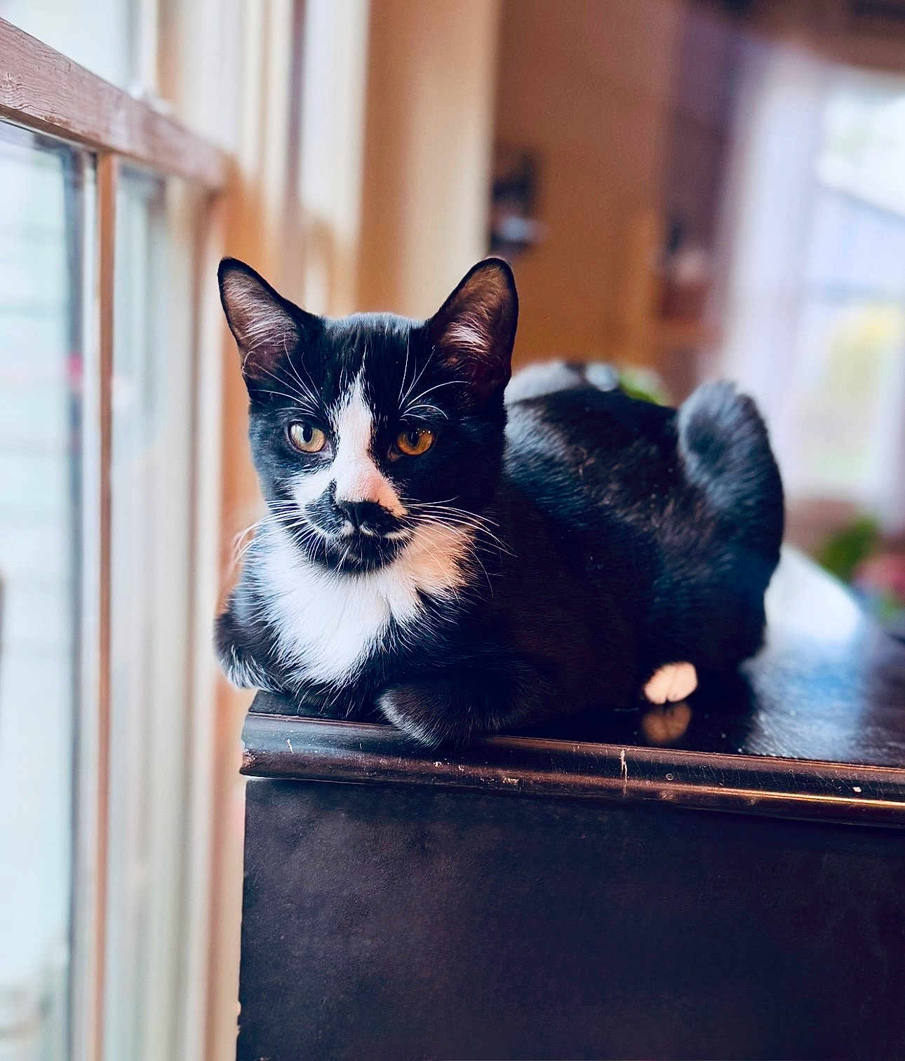 Mr. Meow-Gi is registered to the contest to win money with this photo: cat, tuxedo_cat, pet, feline, indoor, sitting, window_light, whiskers, black_and_white, fur, eyes, ears, paw, furniture, piano, wood_surface, portrait, cozy, bokeh, reflection