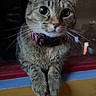 Kittymeowmeow is registered to the contest to win money with this photo: cat, tabby_cat, pet, animal, feline, collar, whiskers, ears, paws, curious, indoor, window, night, close_up, portrait, cute, domestic_animal, fur, looking, resting