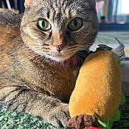 Kittymeowmeow joined the competition — help win amazing prizes! cat, tabby_cat, green_eyes, plush_toy, taco_toy, carpet, indoor, pet, animal, cute, close_up, feline, whiskers, paws, collar, curious, soft_toy, domestic_cat, resting, background_blur