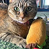 cat, tabby_cat, green_eyes, plush_toy, taco_toy, carpet, indoor, pet, animal, cute, close_up, feline, whiskers, paws, collar, curious, soft_toy, domestic_cat, resting, background_blur