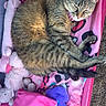 Kittymeowmeow joined the competition — help win amazing prizes! cat, tabby, sleeping, bed, pink, plush_toys, cushion, cozy, indoor, pet, feline, resting, cute, soft_toys, animal, comfort, relaxation, furniture, domestic, nap