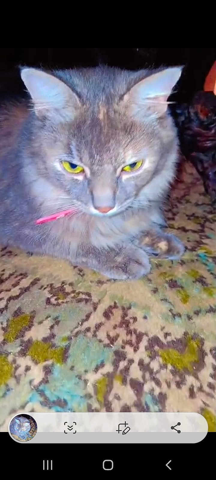 Bébé