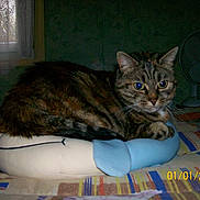 Tigresse a rejoint le concours — aidez-le/la à gagner de superbes lots !