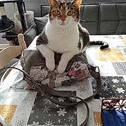 Maya a rejoint le concours — aidez-le/la à gagner de superbes lots ! cat, calico_cat, handbag, table, tablecloth, snowflake_pattern, window, sofa, cat_tree, chair, paws, indoor, furniture, pet, domestic_animal, curious, green_eyes, calm, daylight, interior