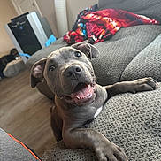 Ruca joined the competition — help win amazing prizes! animal, blanket, canine, comfort, couch, cute, dog, floor, fur, gray_dog, happy, home, indoor, living_room, paw, pet, playful, puppy, smiling, window