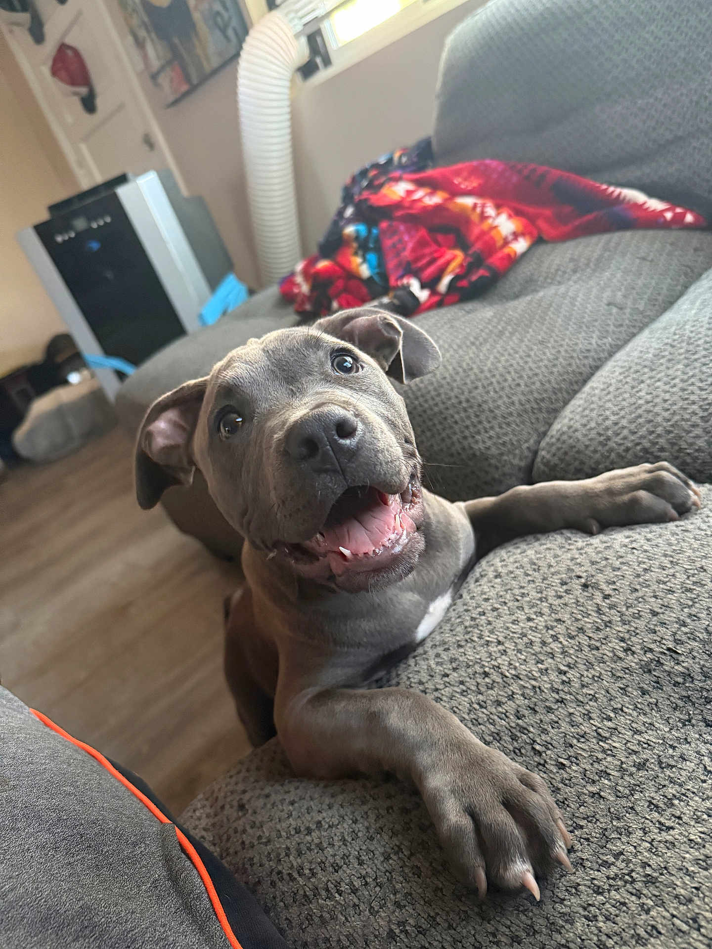 Ruca joined the competition — help win amazing prizes! dog, puppy, smiling, indoor, couch, furniture, floor, blanket, happy, pet, animal, living_room, playful, canine, young_dog, domestic_animal, face, paw, tongue, ears